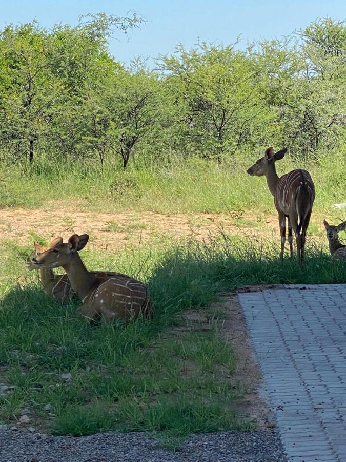 42@ Ditholo Game Lodge Thabazimbi Bagian luar foto