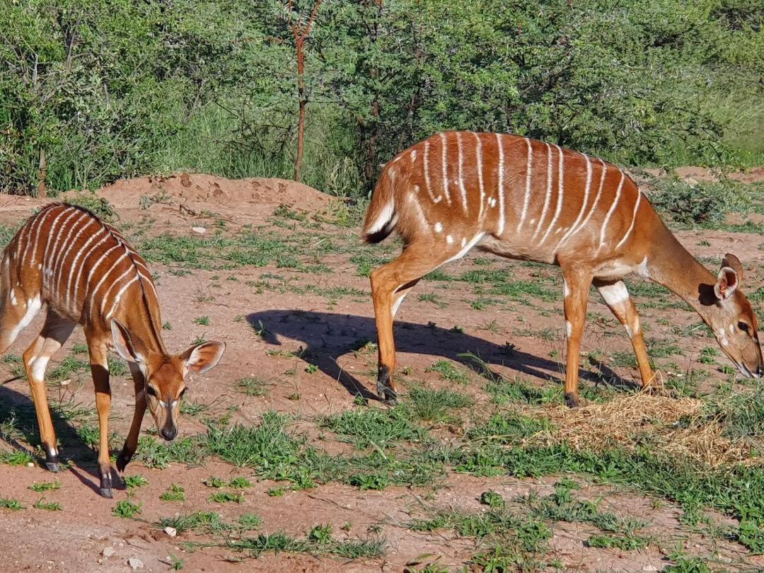 42@ Ditholo Game Lodge Thabazimbi Bagian luar foto