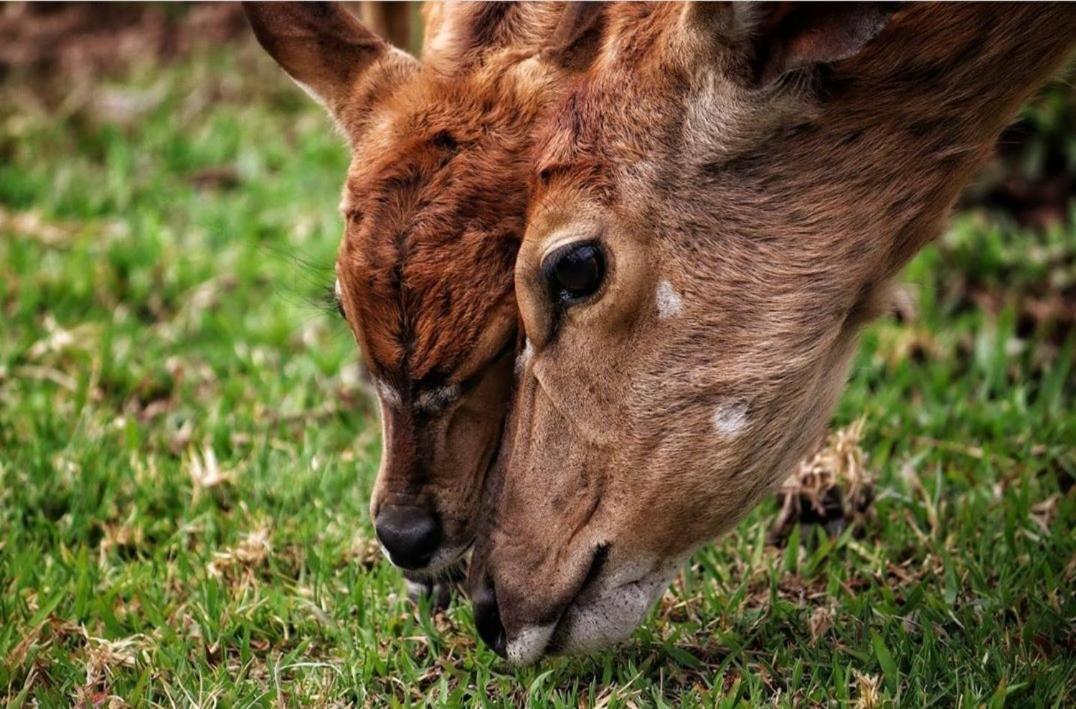 42@ Ditholo Game Lodge Thabazimbi Bagian luar foto