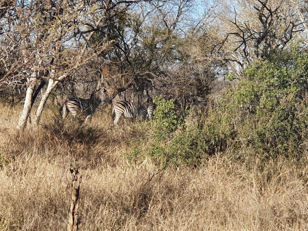 42@ Ditholo Game Lodge Thabazimbi Bagian luar foto