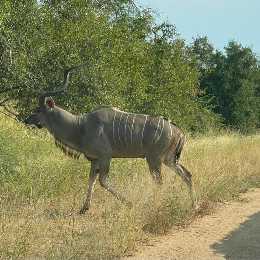 42@ Ditholo Game Lodge Thabazimbi Bagian luar foto