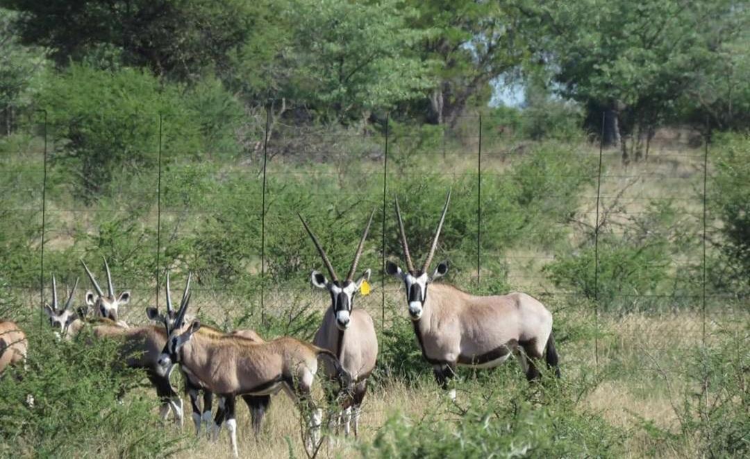 42@ Ditholo Game Lodge Thabazimbi Bagian luar foto