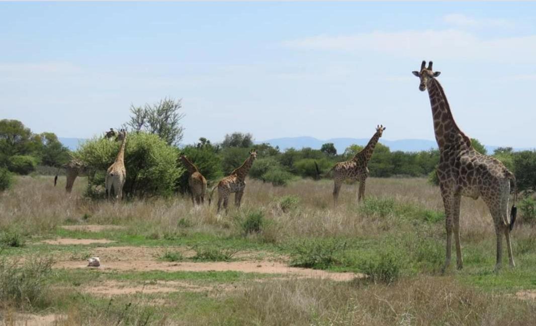 42@ Ditholo Game Lodge Thabazimbi Bagian luar foto