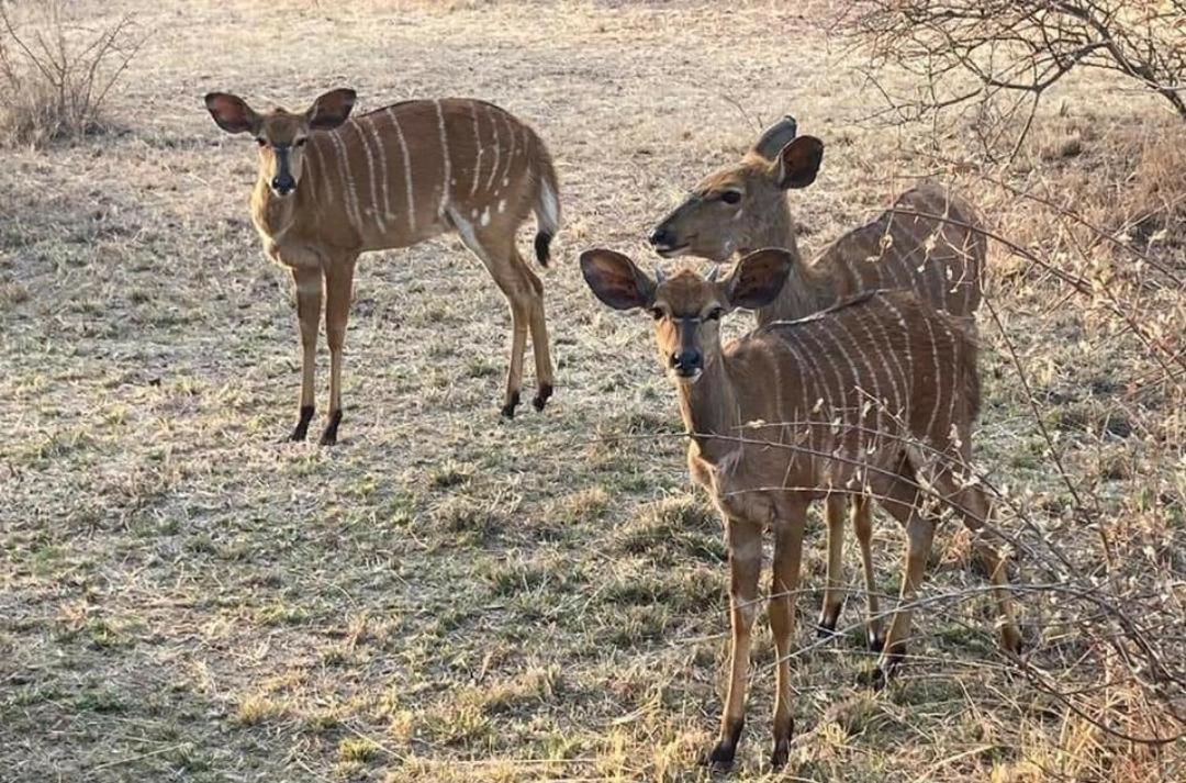 42@ Ditholo Game Lodge Thabazimbi Bagian luar foto